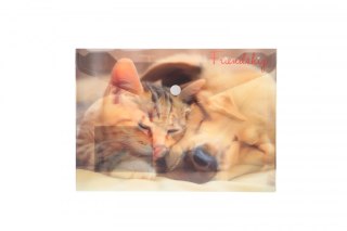 Teczka plastikowa na guzik FRIENDSHIP A5 mix Panta Plast (0410-0069-55) Panta Plast