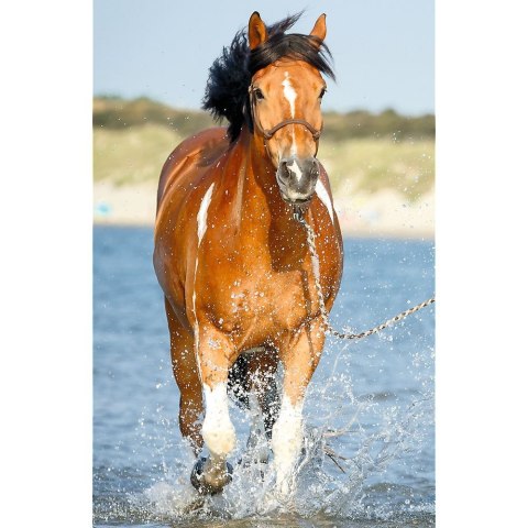 Puzzle Trefl Świat Koni 54 el. (54193) Trefl Puzzle Trefl Świat Koni 54 el. (54193) Trefl