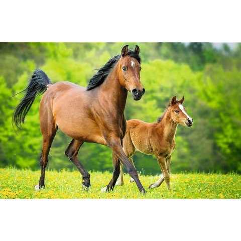 Puzzle Trefl Świat Koni 54 el. (54193) Trefl Puzzle Trefl Świat Koni 54 el. (54193) Trefl