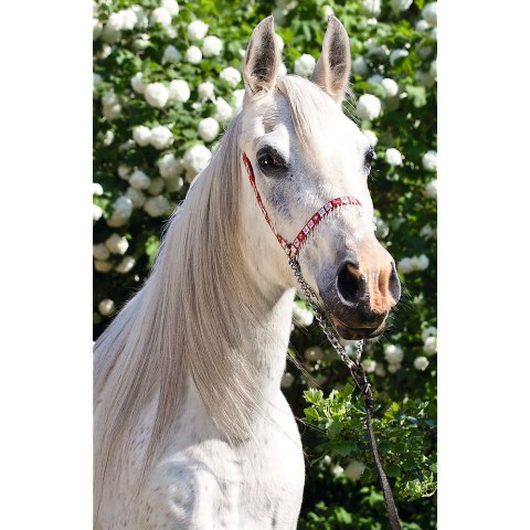 Puzzle Trefl Świat Koni 54 el. (54193) Trefl Puzzle Trefl Świat Koni 54 el. (54193) Trefl